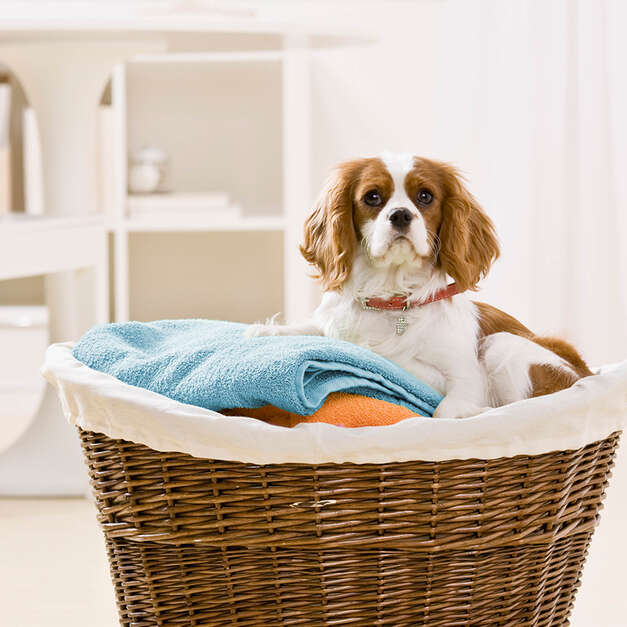 PELOS PERRO EN LA LAVADORA  ¿Tienes mascotas en casa? Así puedes quitar  los pelos de la ropa en la lavadora